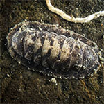 Chiton sp. 21